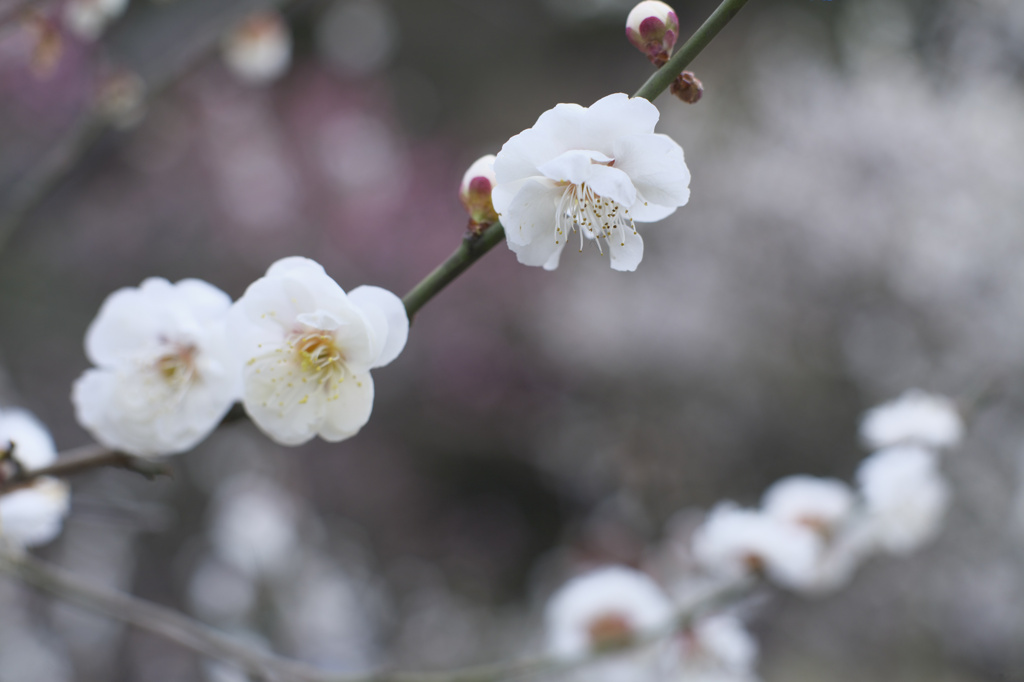 万博公園　梅まつり