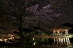 奈良　浮見堂　桜 2011