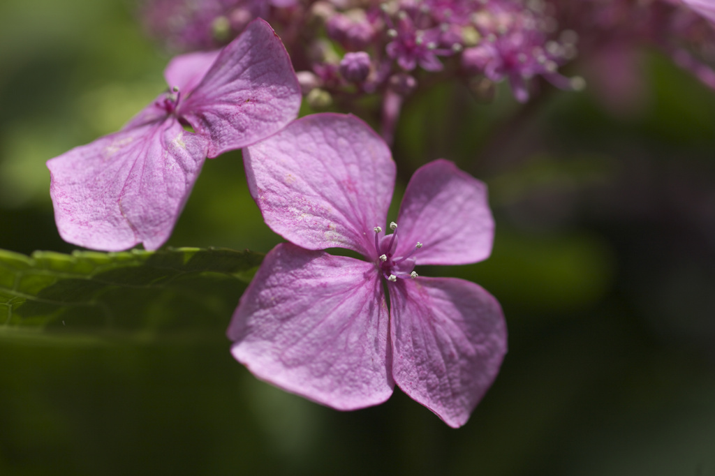 万博記念公園　紫陽花