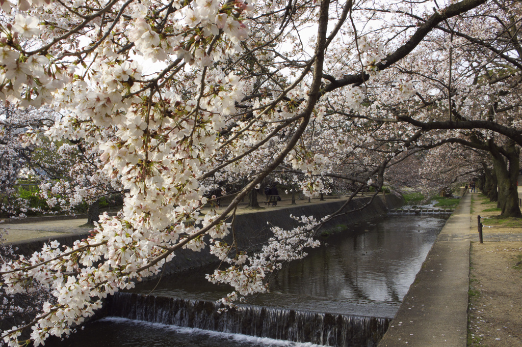 2010　夙川　桜