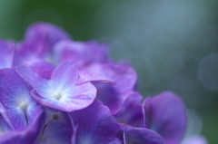 万博記念公園　紫陽花