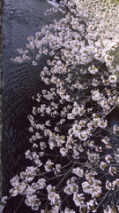 2010　夙川　桜
