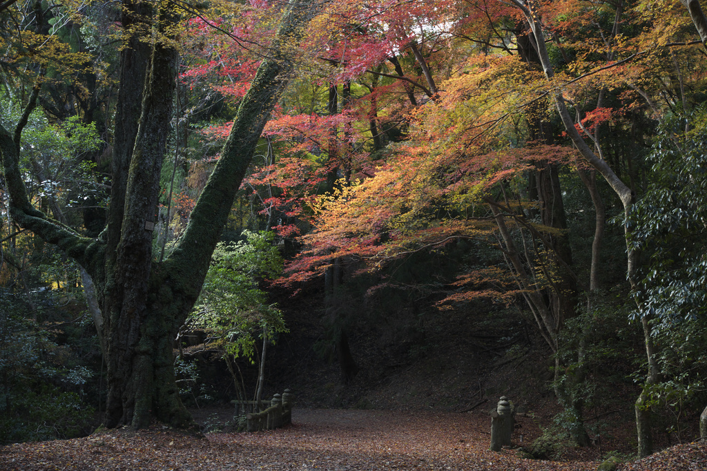 春日山原始林