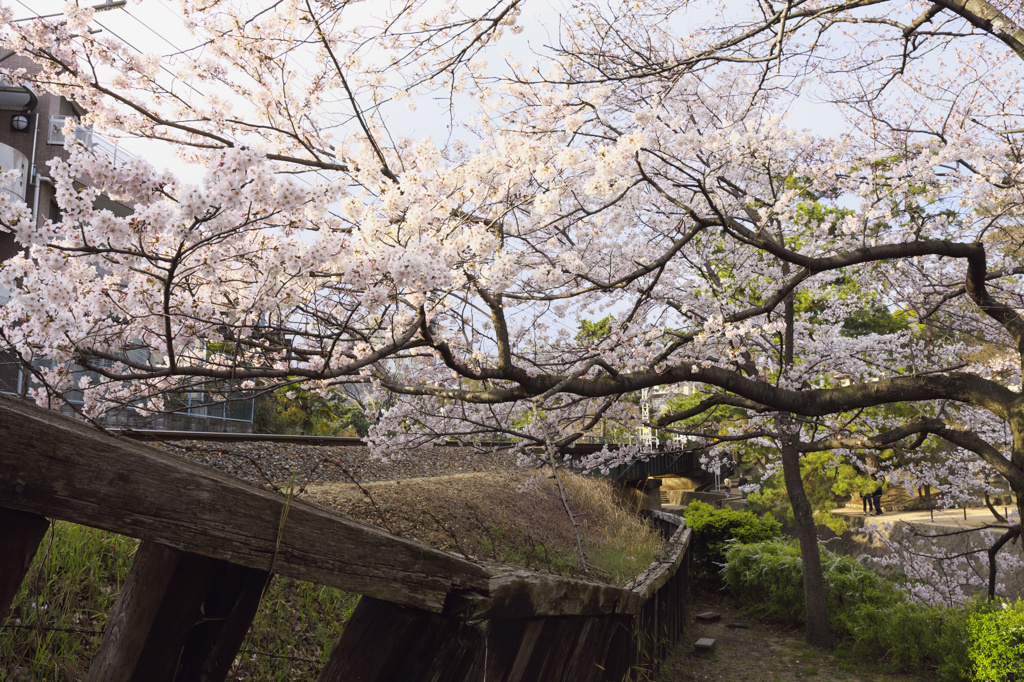 2010　夙川　桜