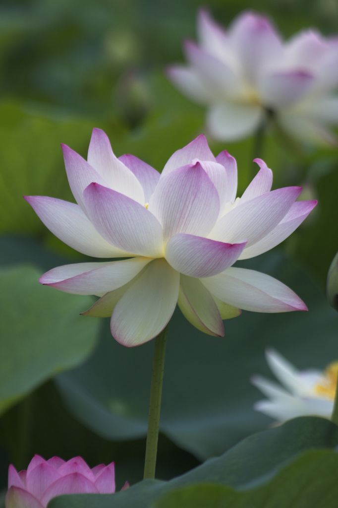 長居植物園　蓮