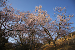 若草山