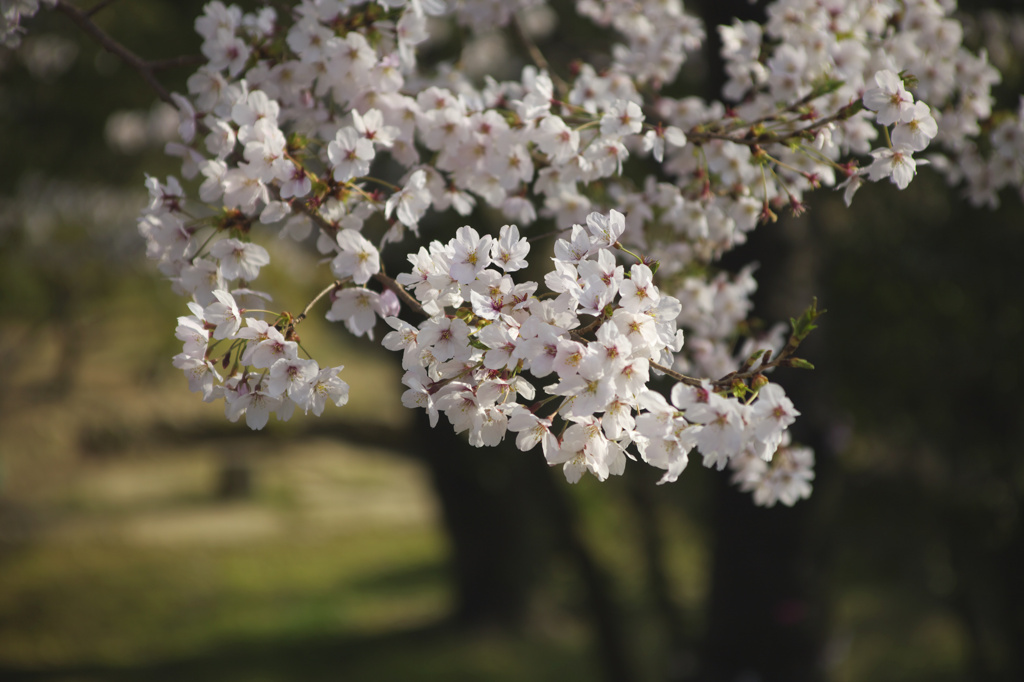 満地谷　桜