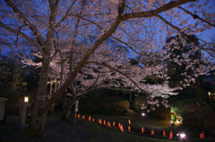 奈良　桜 2011