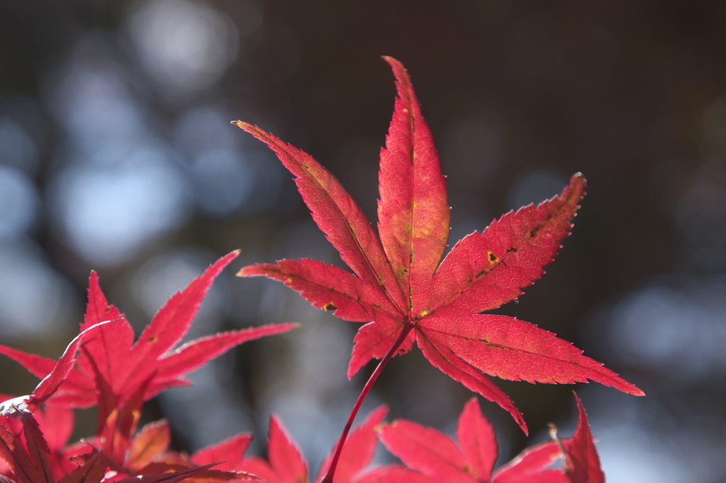 京都府立植物園　紅葉