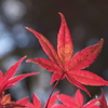 京都府立植物園　紅葉
