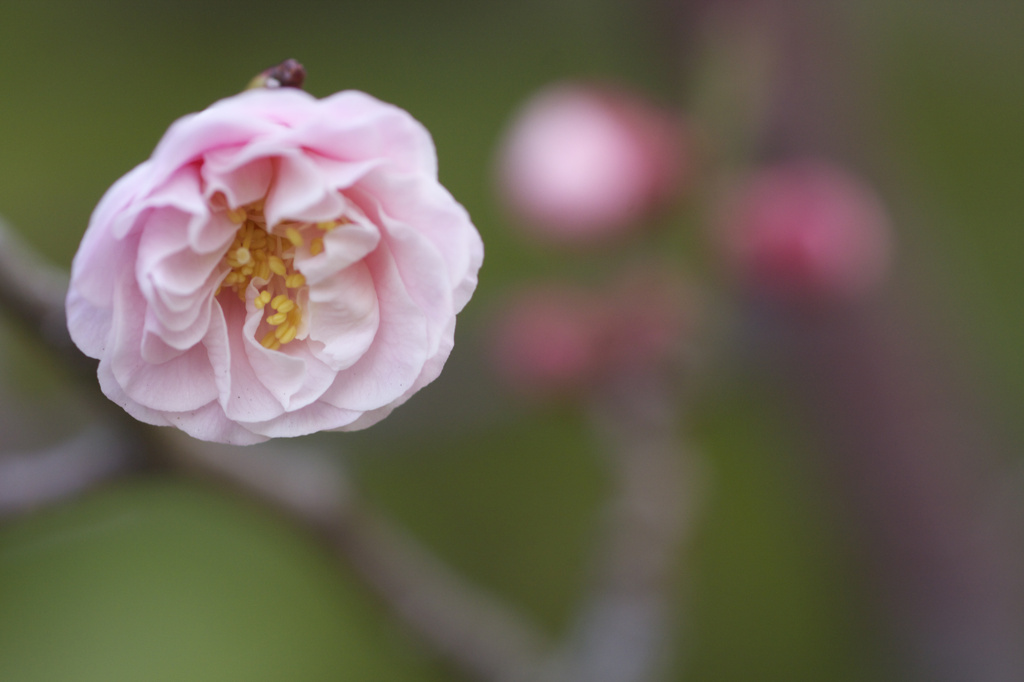 芦屋浜　梅