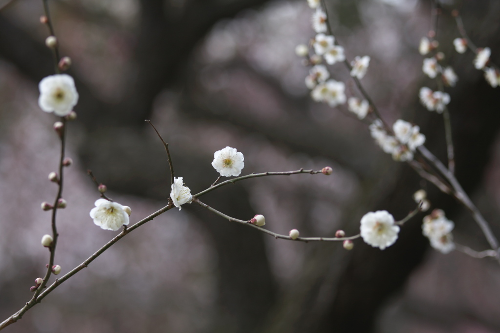 京都府立植物園　梅