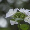 六甲森林植物園　紫陽花