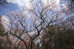 京都府立植物園　梅