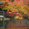京都府立植物園　紅葉
