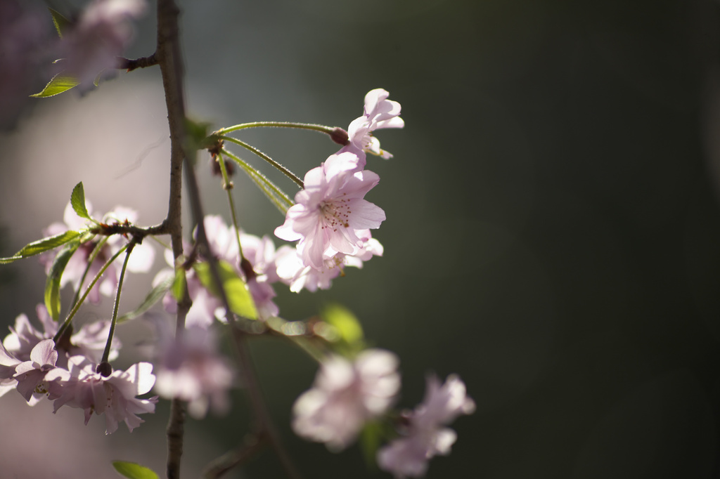 枝垂桜