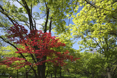 長居植物園　新緑
