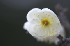 芦屋梅まつり