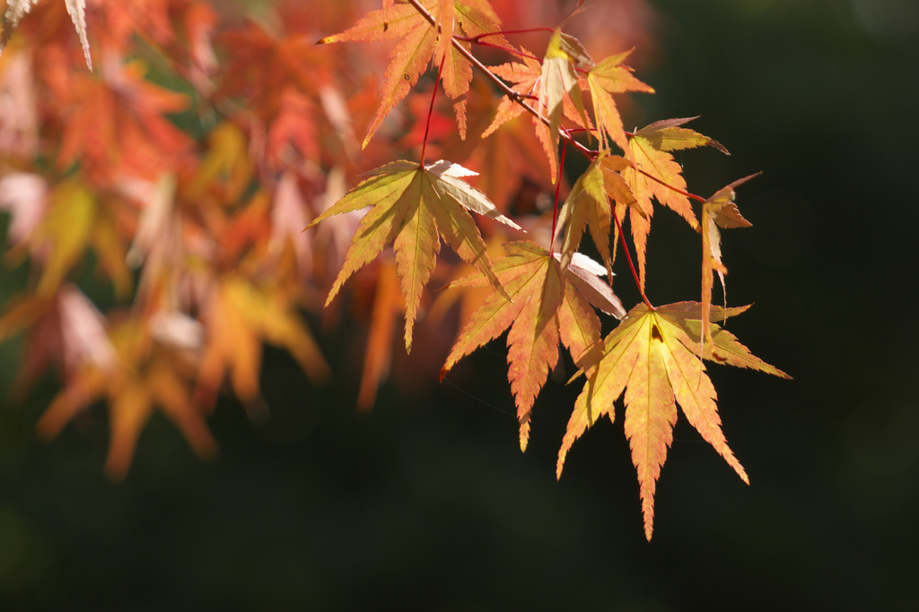 鶴見緑地　紅葉