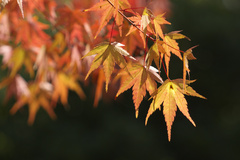 鶴見緑地　紅葉