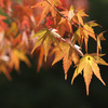 鶴見緑地　紅葉