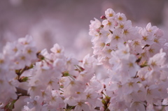 2012　桜　夙川