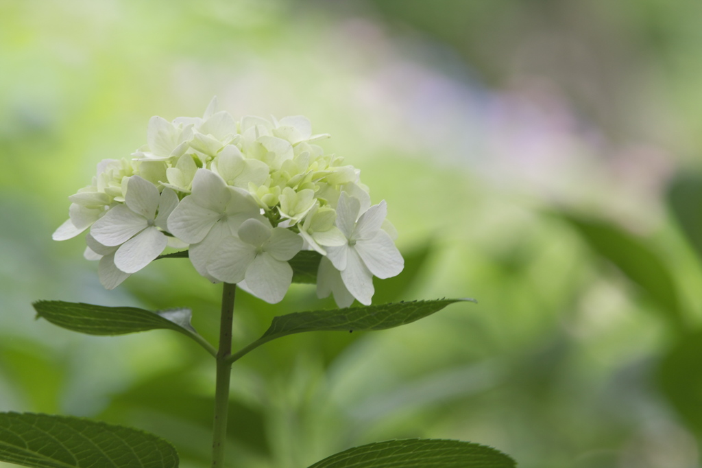 長居植物園　紫陽花