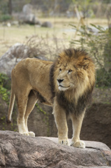 天王寺動物園　ライオン