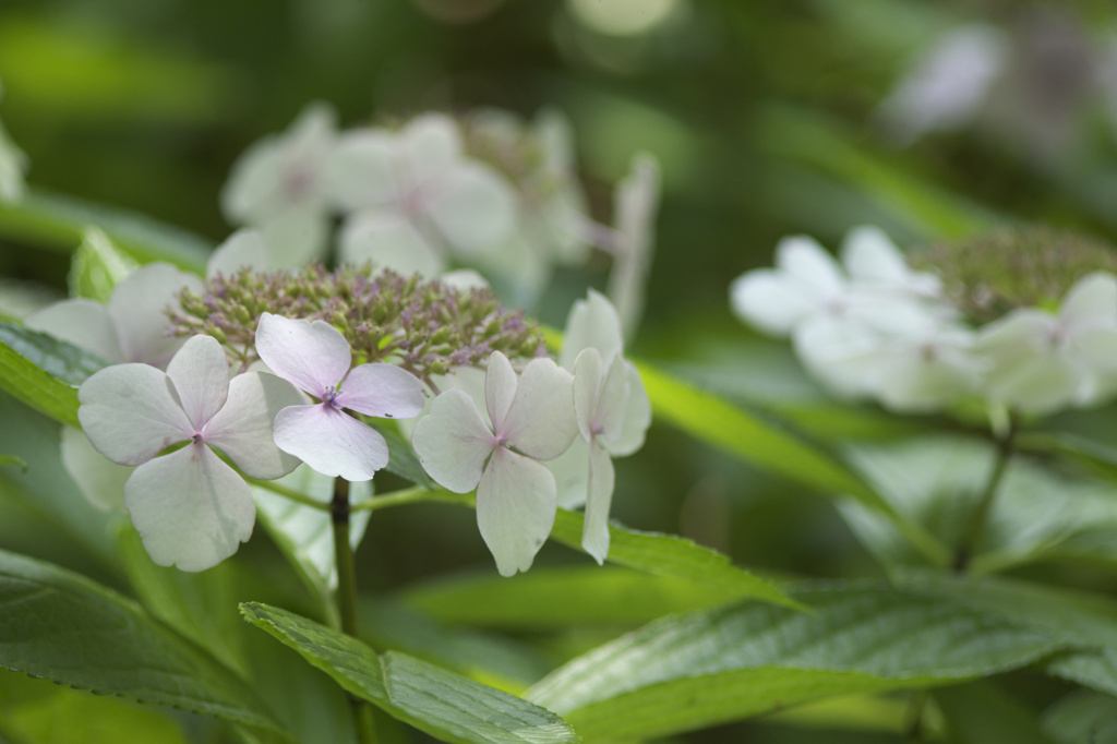 長居植物園　紫陽花