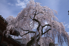 奈良　氷室神社　枝垂桜