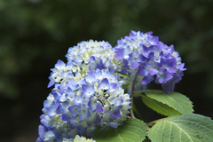 京都府立植物園