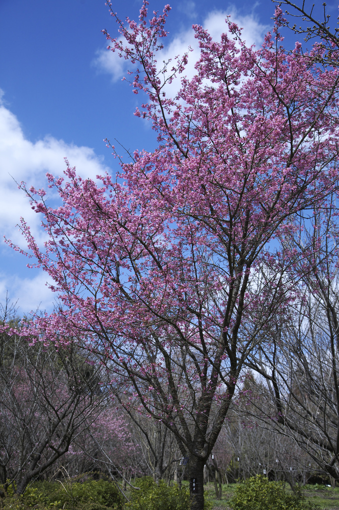 京都府立植物園　桜