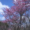 京都府立植物園　桜