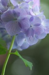 万博記念公園　紫陽花