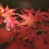 須磨離宮　紅葉