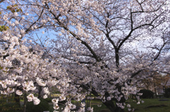 2010　夙川　桜