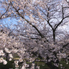 2010　夙川　桜