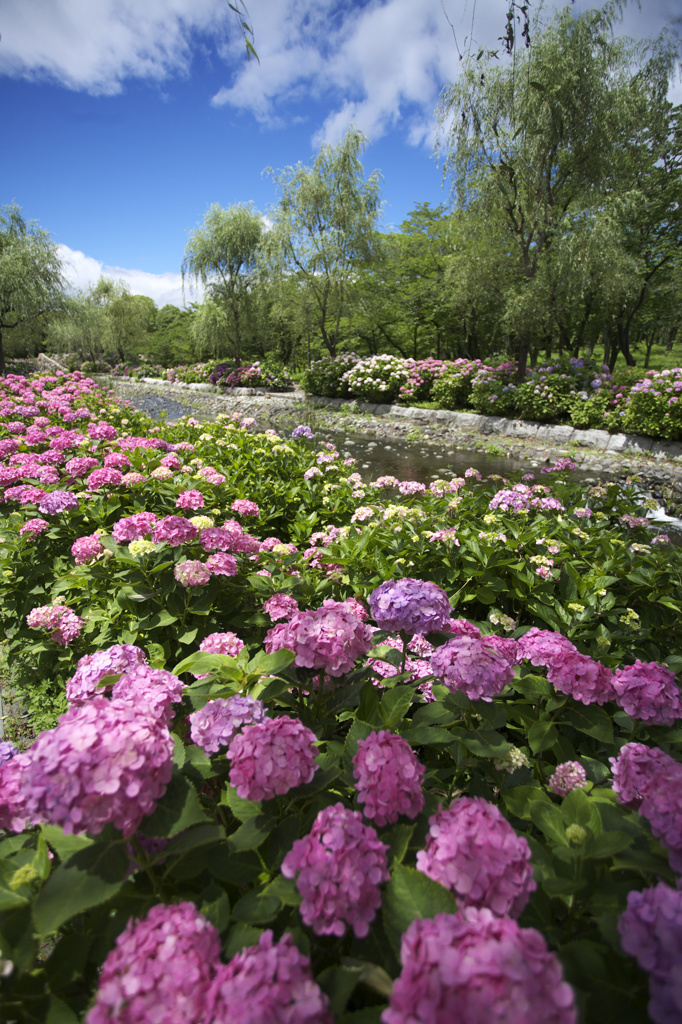 万博記念公園　紫陽花