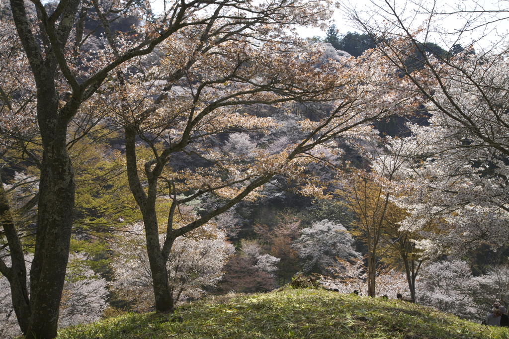 吉野