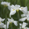 万博記念公園　花菖蒲