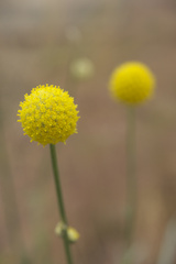 京都府立植物園　花