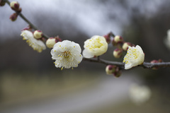 万博記念公園　梅