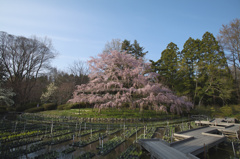 京都府立植物園　枝垂桜