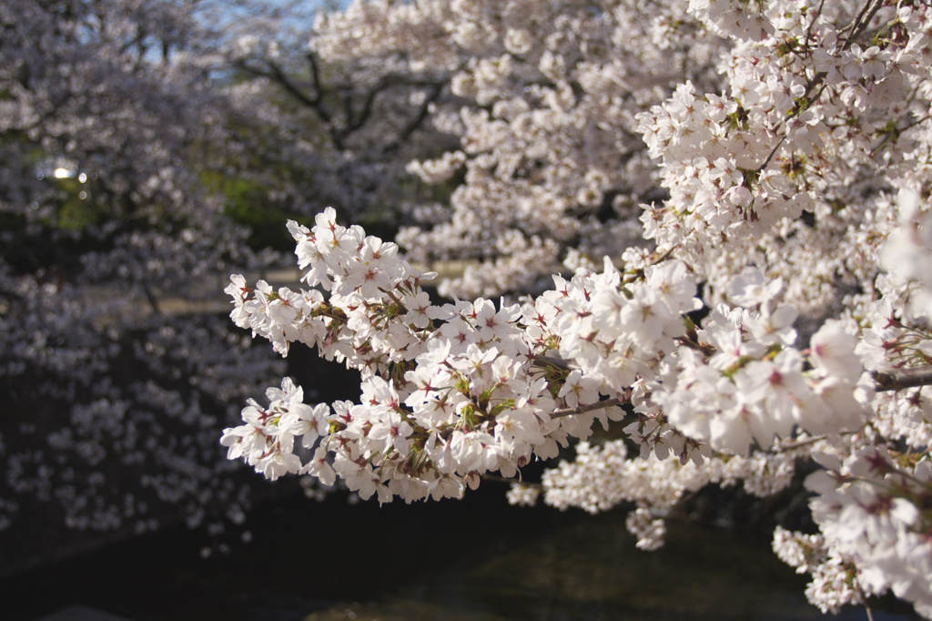 夙川桜　2011