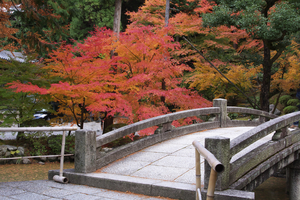 知恩院　紅葉