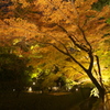 京都　紅葉