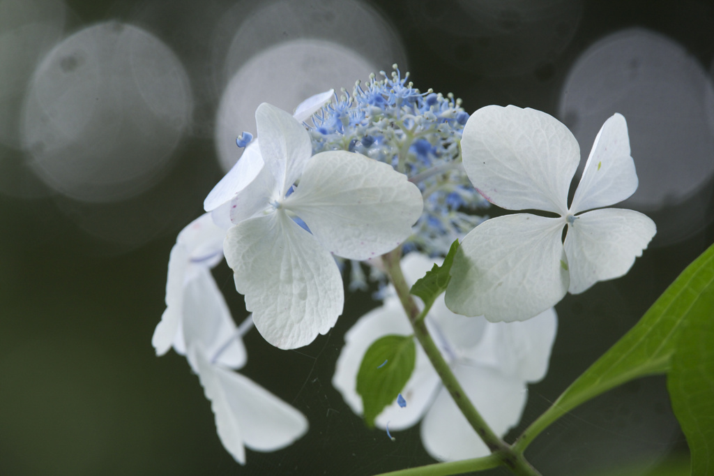 万博記念公園　紫陽花