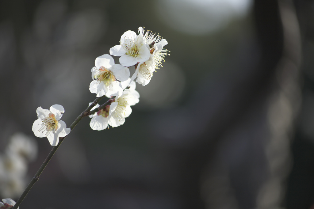 万博公園　梅まつり