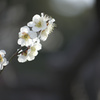 万博公園　梅まつり