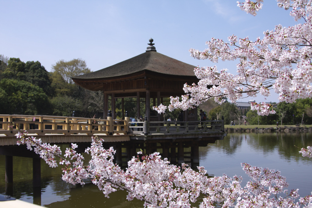 奈良　浮見堂　桜 2011